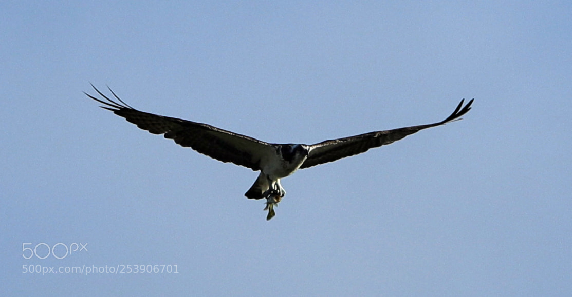 Canon EOS-1D X Mark II sample photo. 04-16-18-0012930.jpg photography
