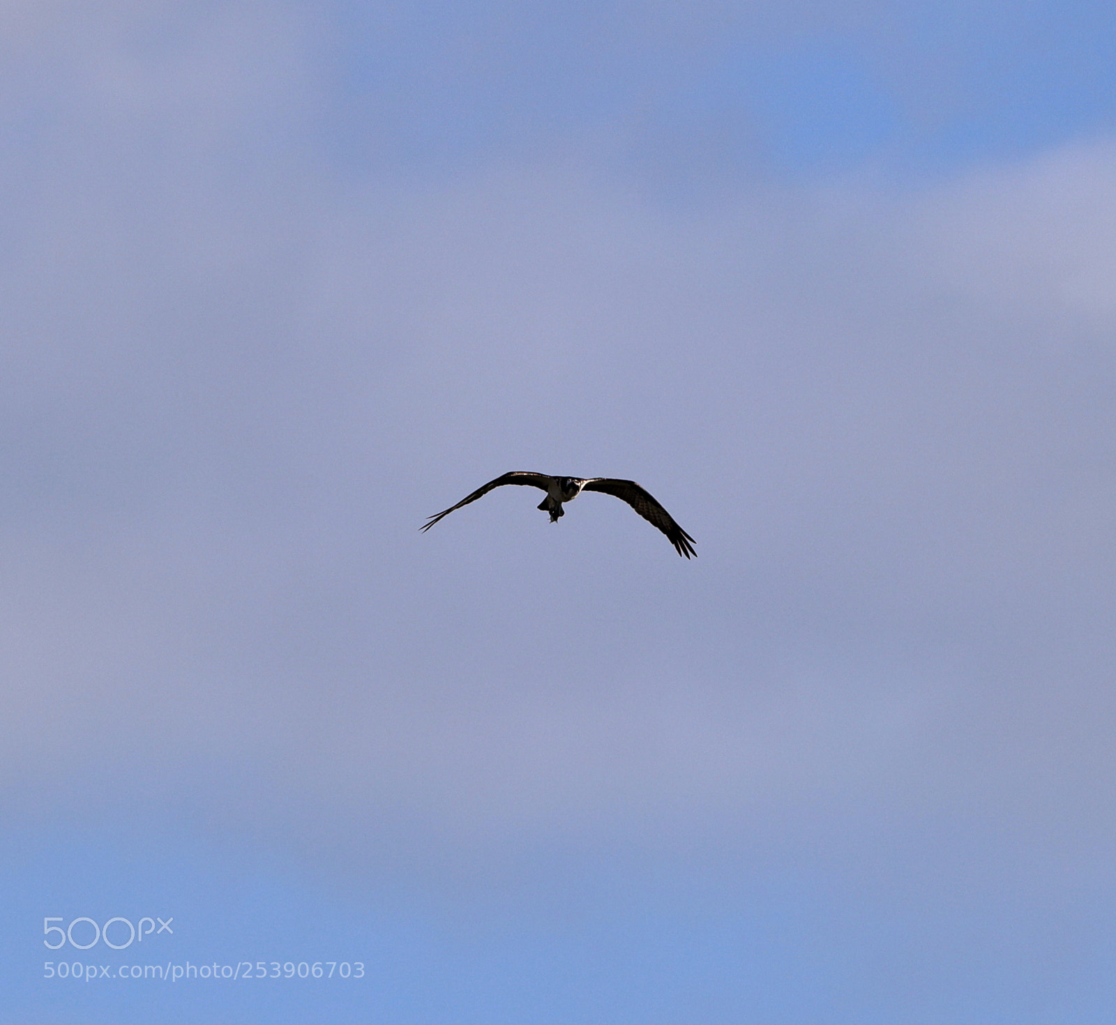 Canon EOS-1D X Mark II sample photo. 04-16-18-0012931.jpg photography