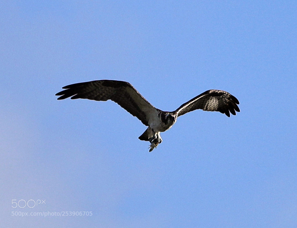 Canon EOS-1D X Mark II sample photo. 04-16-18-0012929.jpg photography