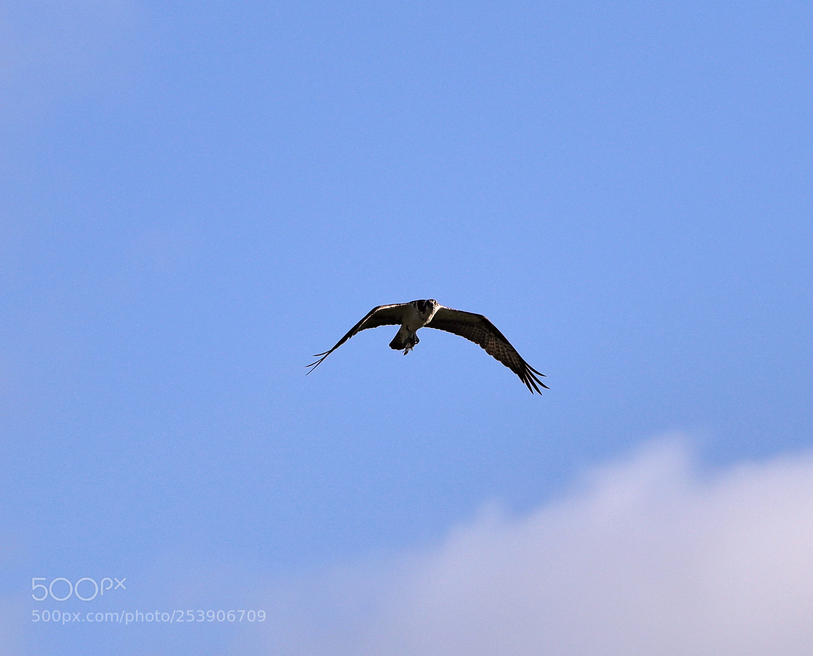 Canon EOS-1D X Mark II sample photo. 04-16-18-0012928.jpg photography