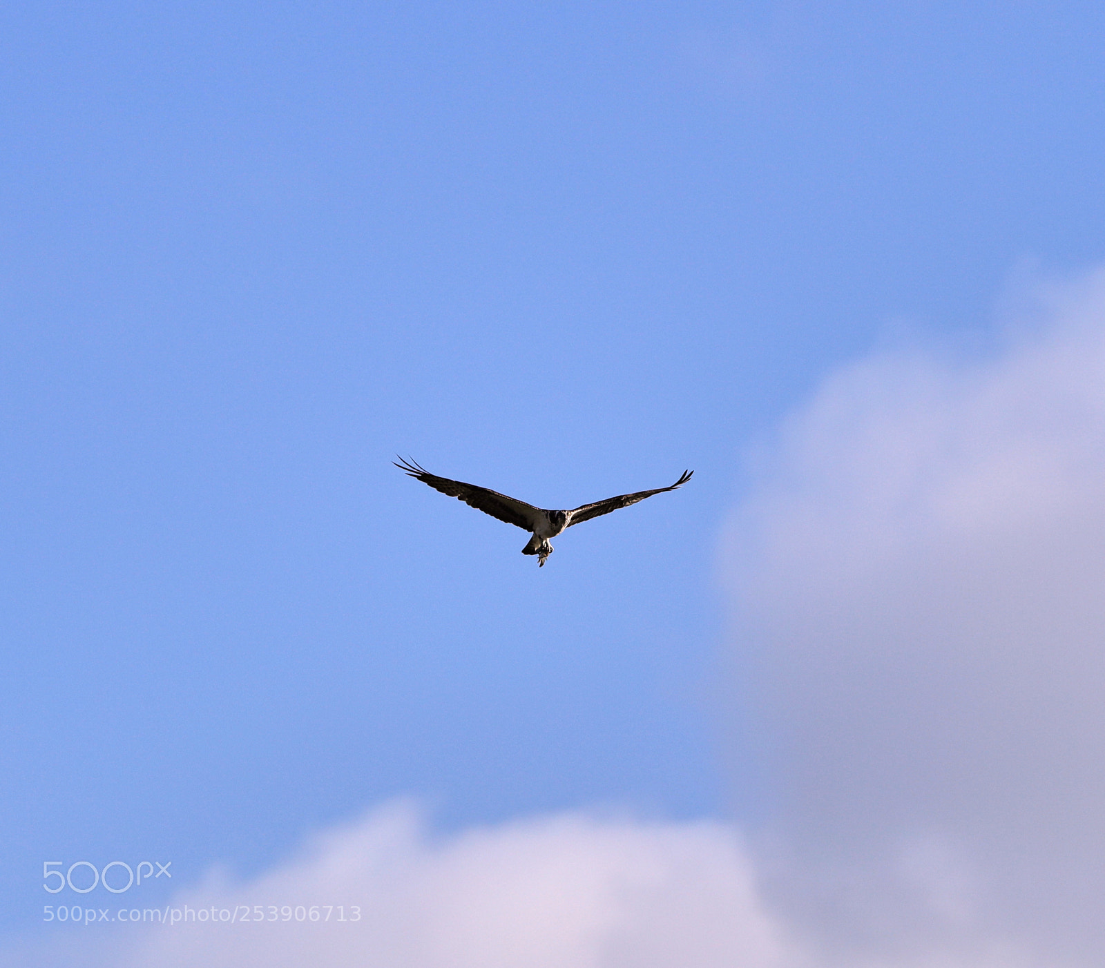 Canon EOS-1D X Mark II sample photo. 04-16-18-0012927.jpg photography