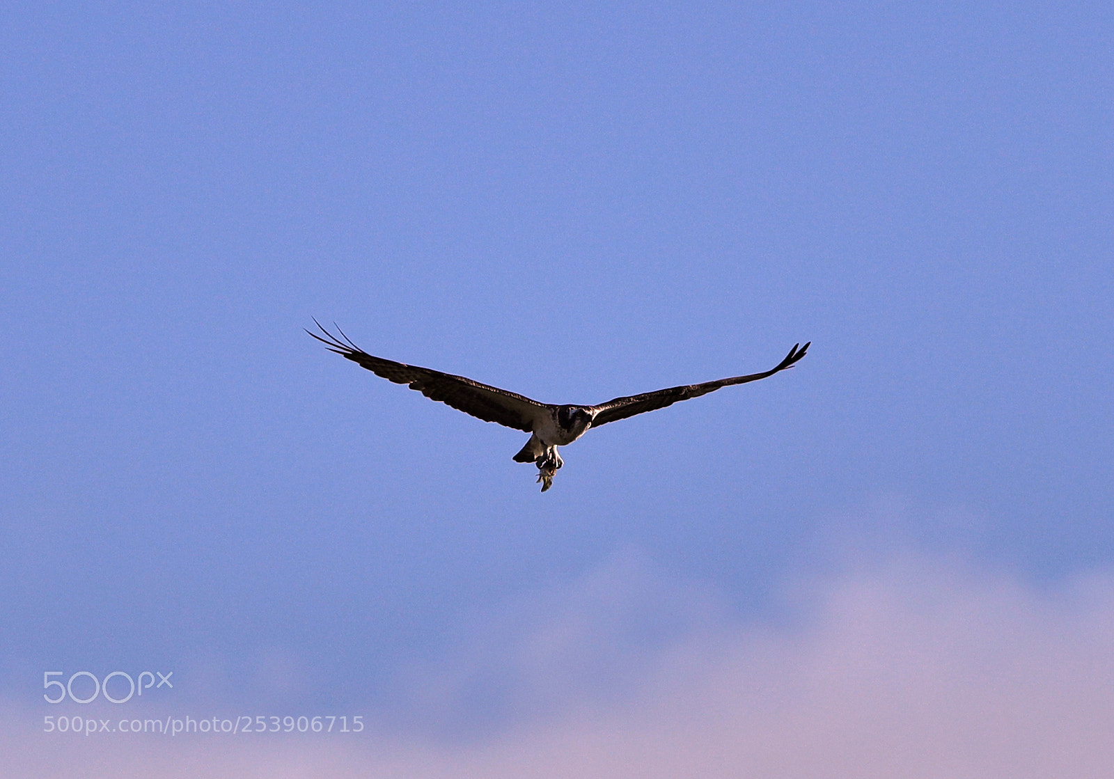 Canon EOS-1D X Mark II sample photo. 04-16-18-0012926.jpg photography