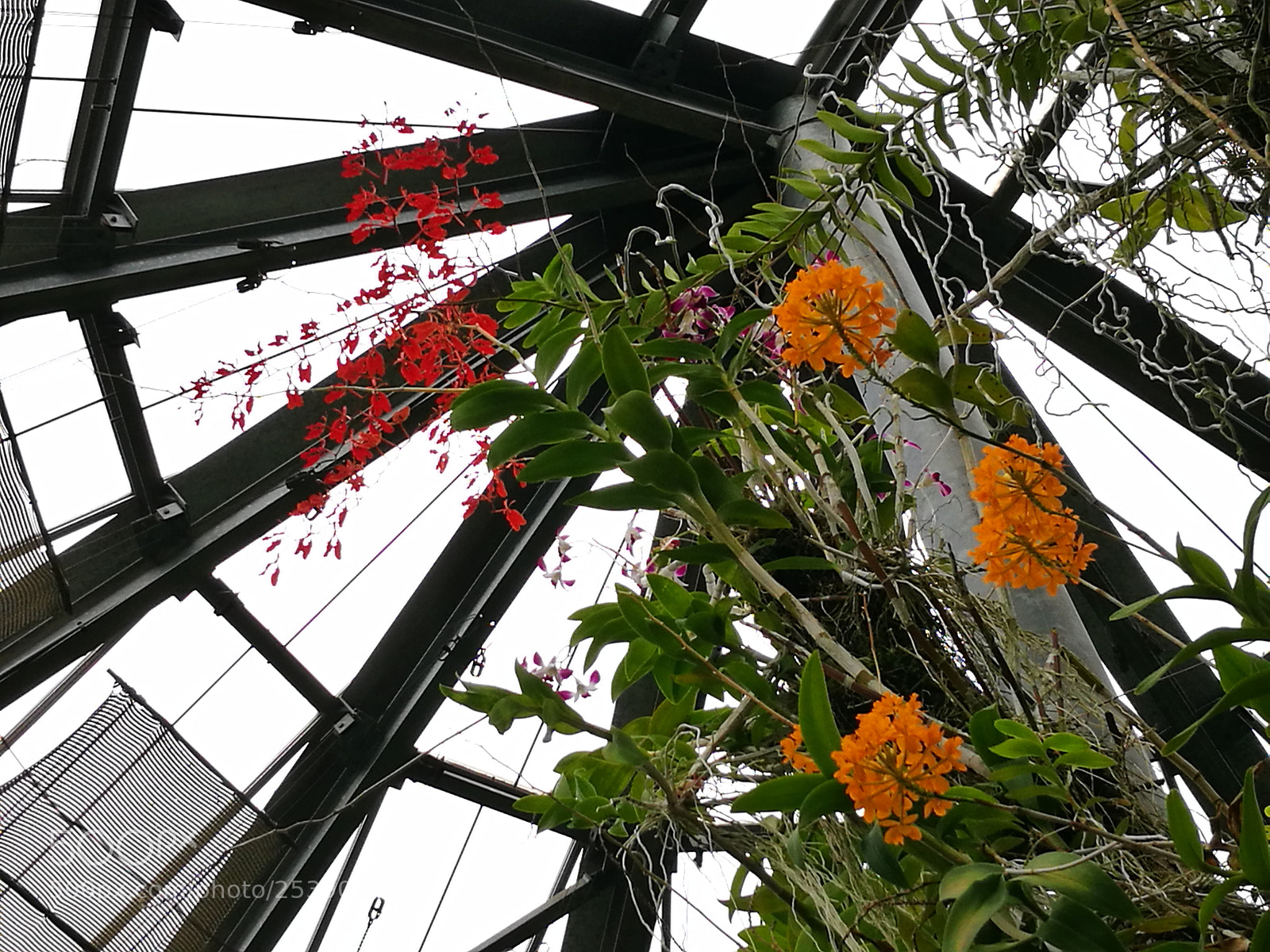 HUAWEI P9 sample photo. Tropical orchid photography