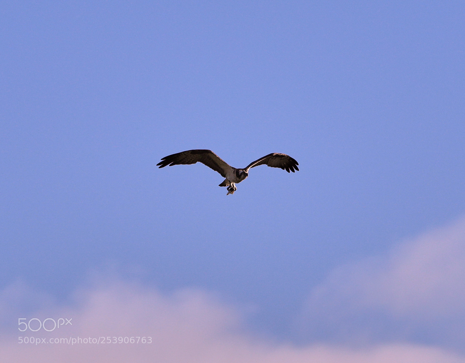 Canon EOS-1D X Mark II sample photo. 04-16-18-0012925.jpg photography