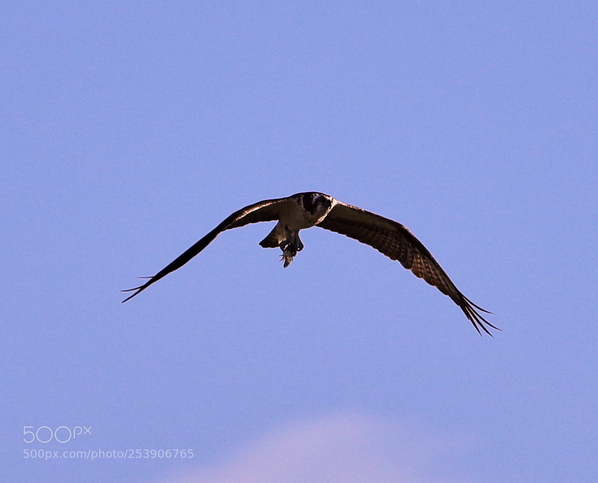 Canon EOS-1D X Mark II sample photo. 04-16-18-0012924.jpg photography
