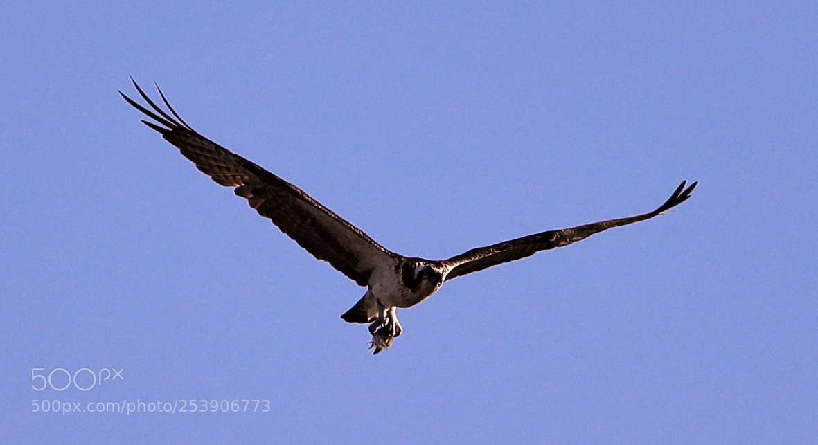 Canon EOS-1D X Mark II sample photo. 04-16-18-0012923.jpg photography
