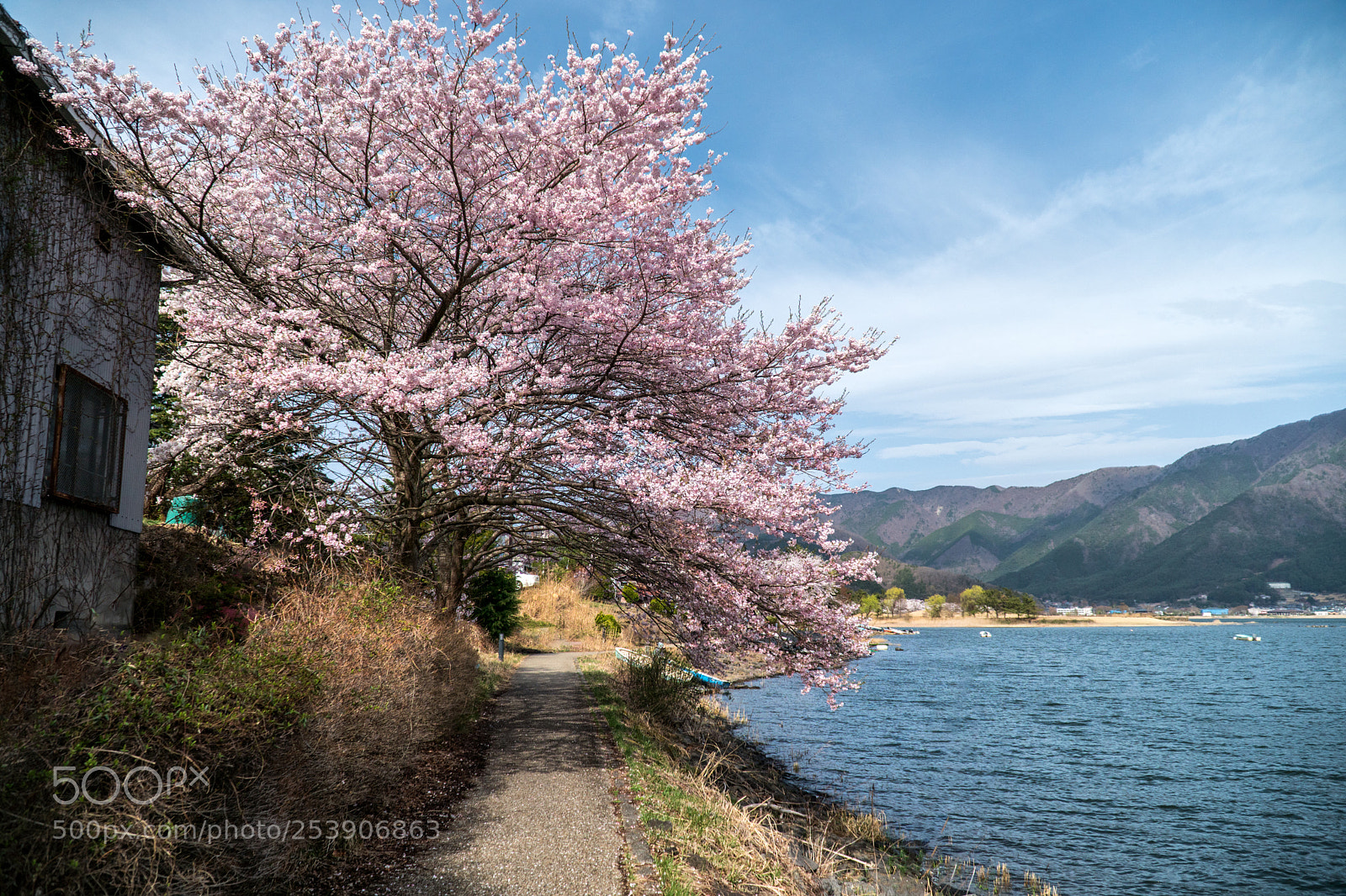 Sony a6500 sample photo. Cherry blossom tree photography