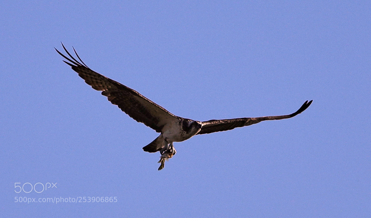 Canon EOS-1D X Mark II sample photo. 04-16-18-0012922.jpg photography