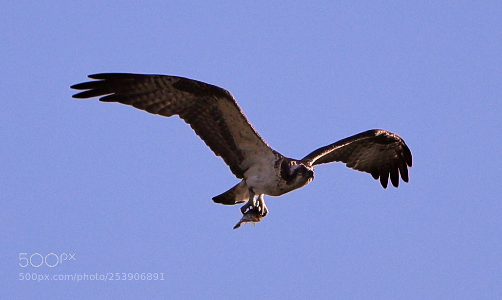 Canon EOS-1D X Mark II sample photo. 04-16-18-0012921.jpg photography