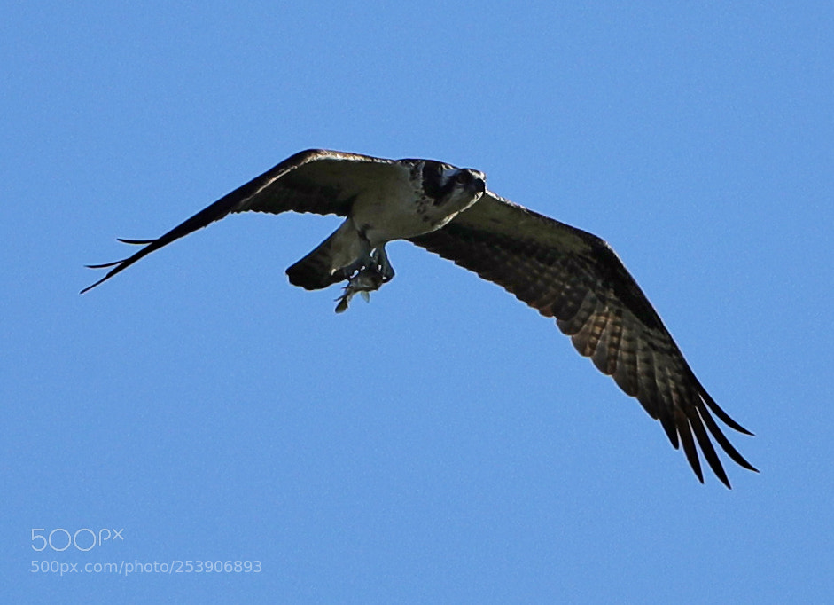 Canon EOS-1D X Mark II sample photo. 04-16-18-0012920.jpg photography