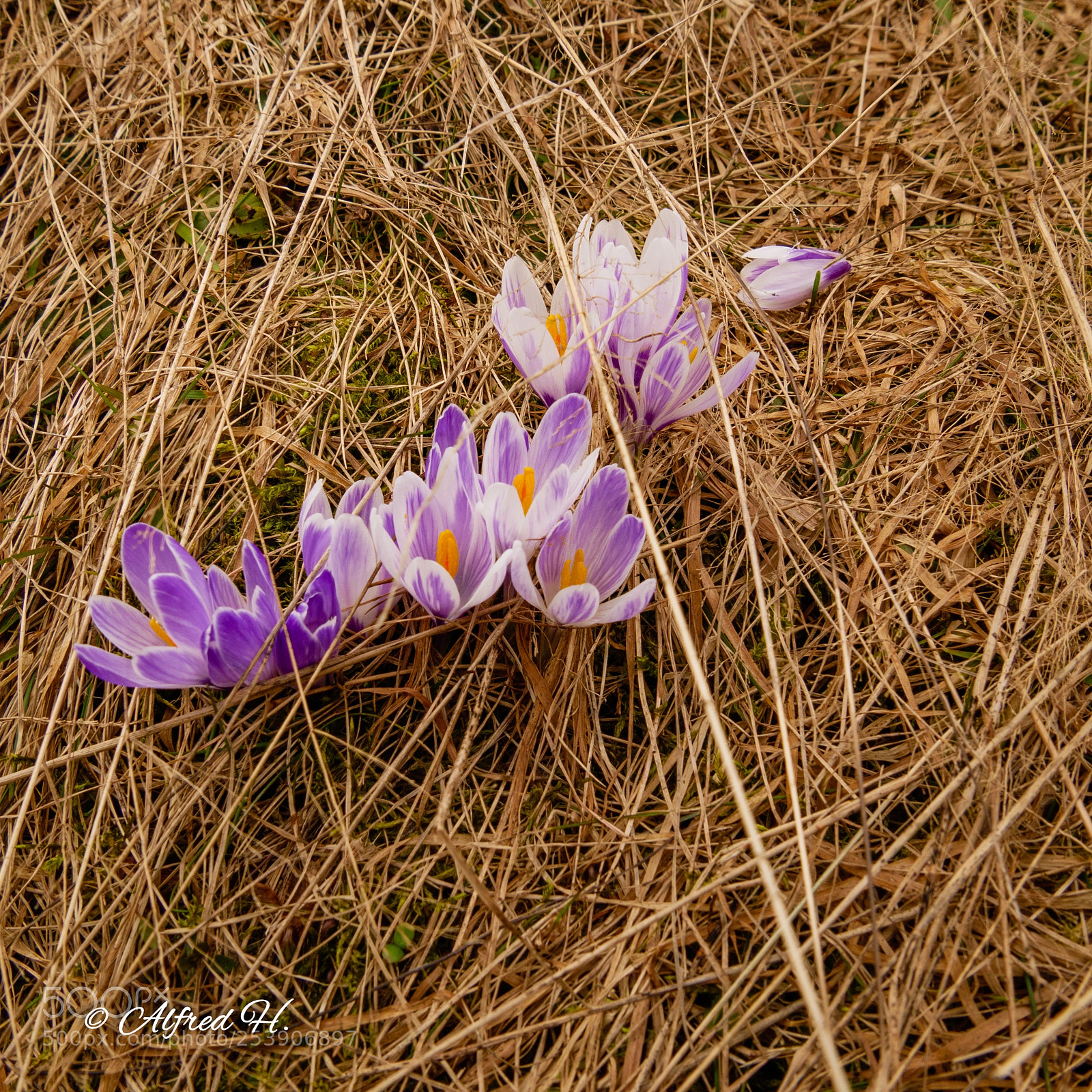 Panasonic DMC-G81 sample photo. Ah_krokus-1 photography