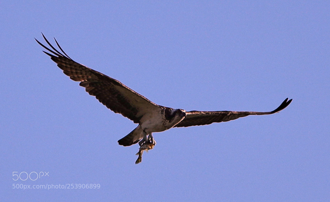 Canon EOS-1D X Mark II sample photo. 04-16-18-0012919.jpg photography