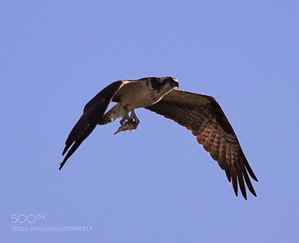 Canon EOS-1D X Mark II sample photo. 04-16-18-0012918.jpg photography