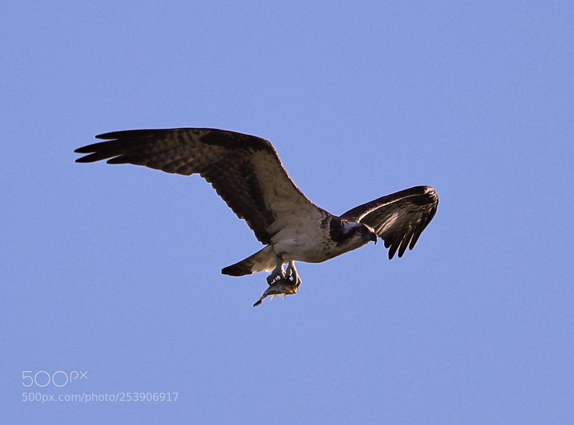 Canon EOS-1D X Mark II sample photo. 04-16-18-0012916.jpg photography