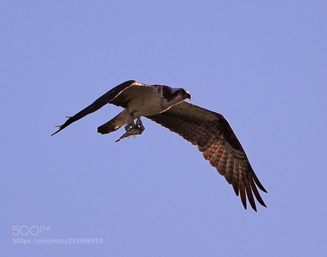Canon EOS-1D X Mark II sample photo. 04-16-18-0012915.jpg photography
