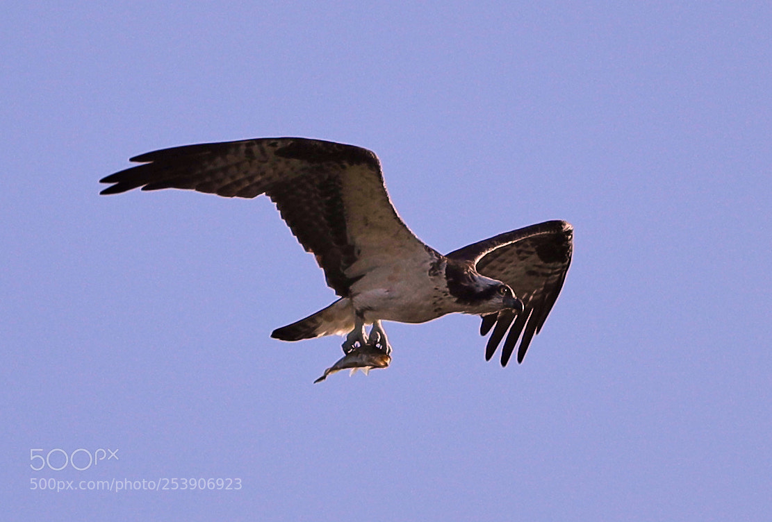 Canon EOS-1D X Mark II sample photo. 04-16-18-0012913.jpg photography