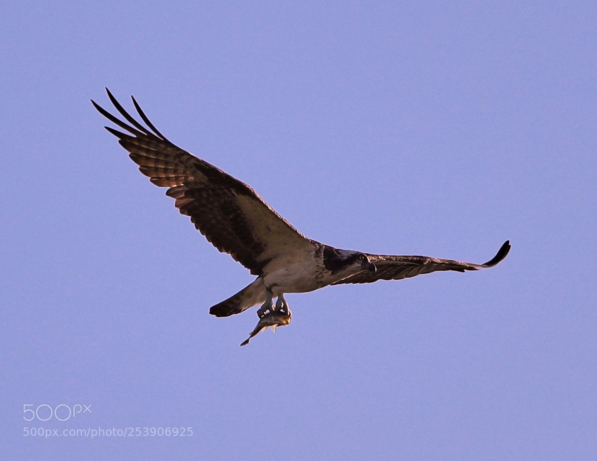 Canon EOS-1D X Mark II sample photo. 04-16-18-0012914.jpg photography