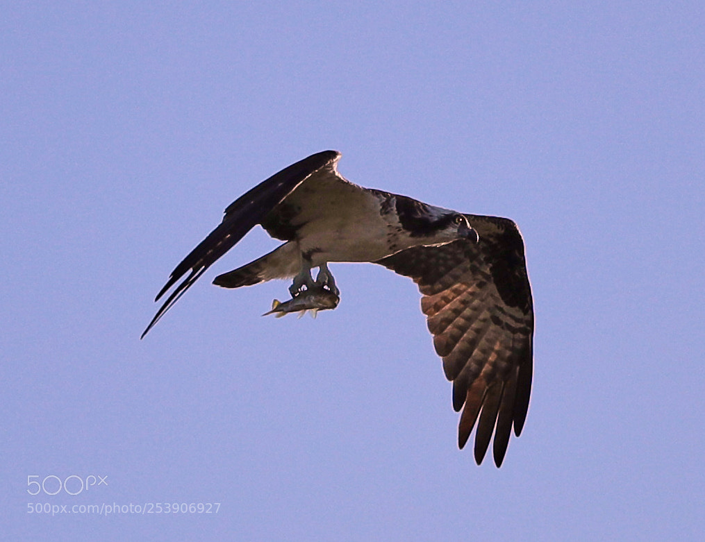 Canon EOS-1D X Mark II sample photo. 04-16-18-0012912.jpg photography