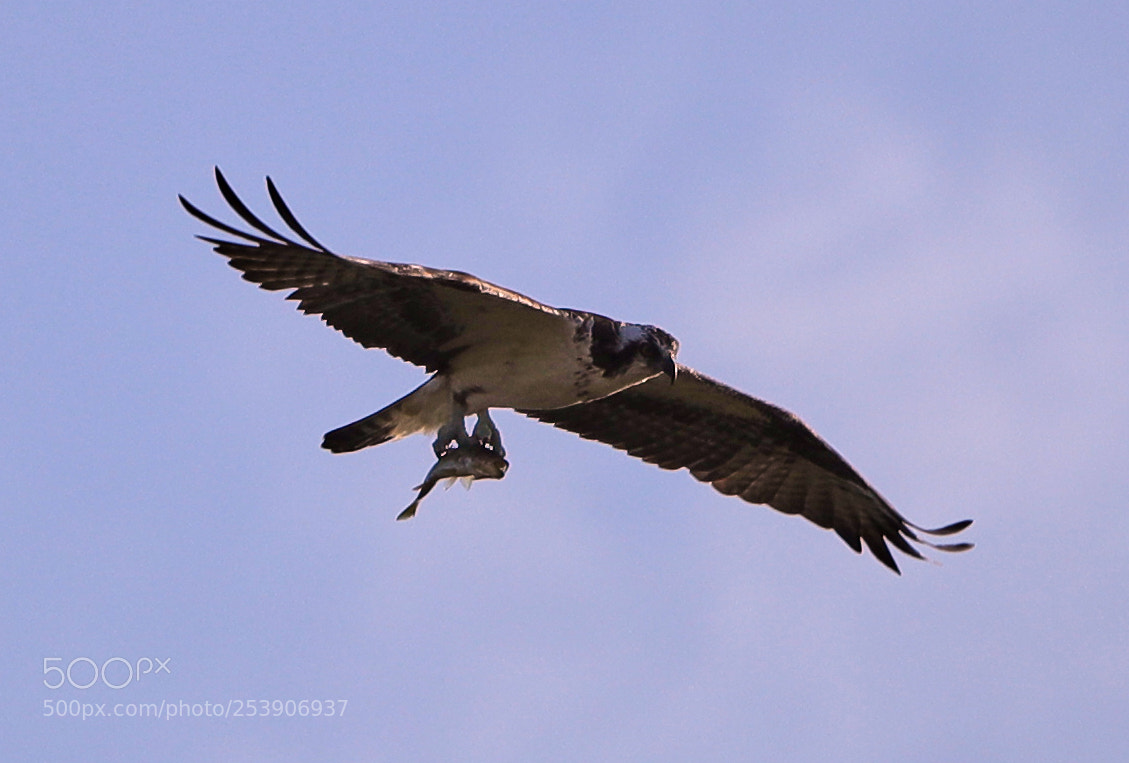 Canon EOS-1D X Mark II sample photo. 04-16-18-0012911.jpg photography