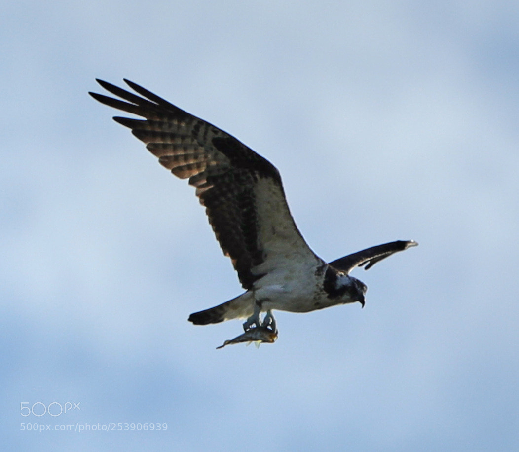 Canon EOS-1D X Mark II sample photo. 04-16-18-0012910.jpg photography