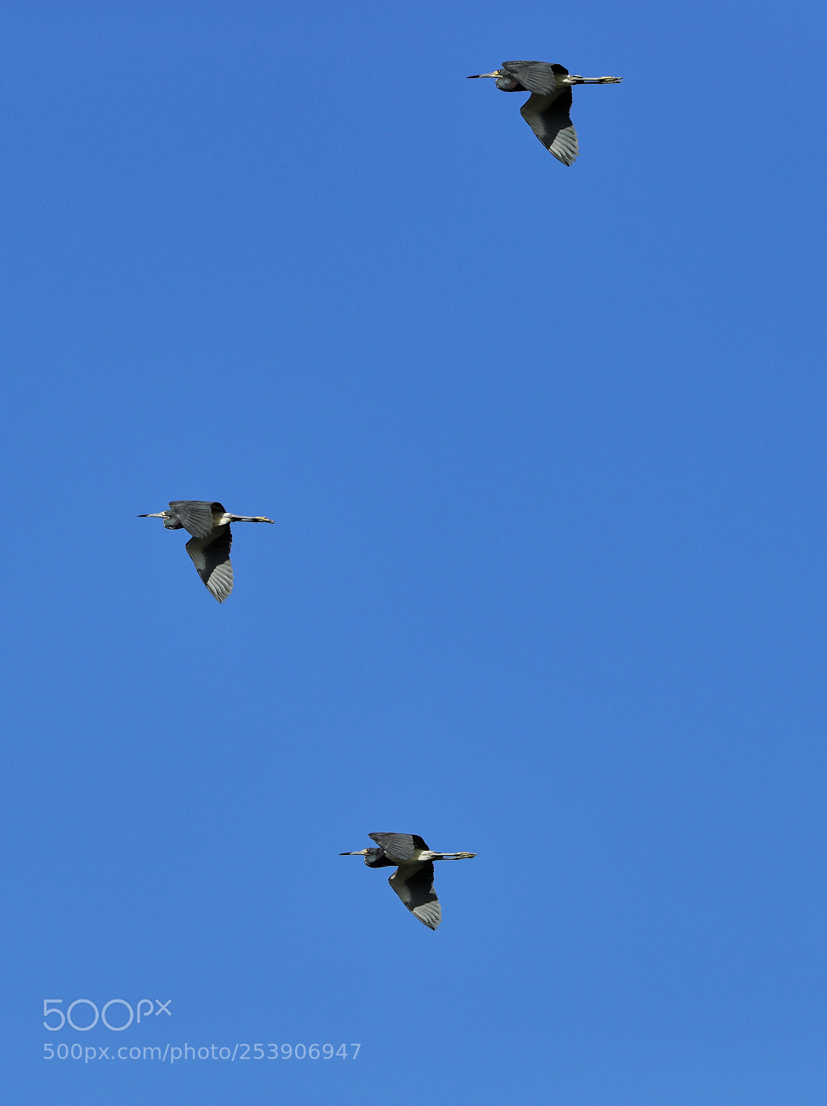 Canon EOS-1D X Mark II sample photo. 04-16-18-0012907 1.jpg photography