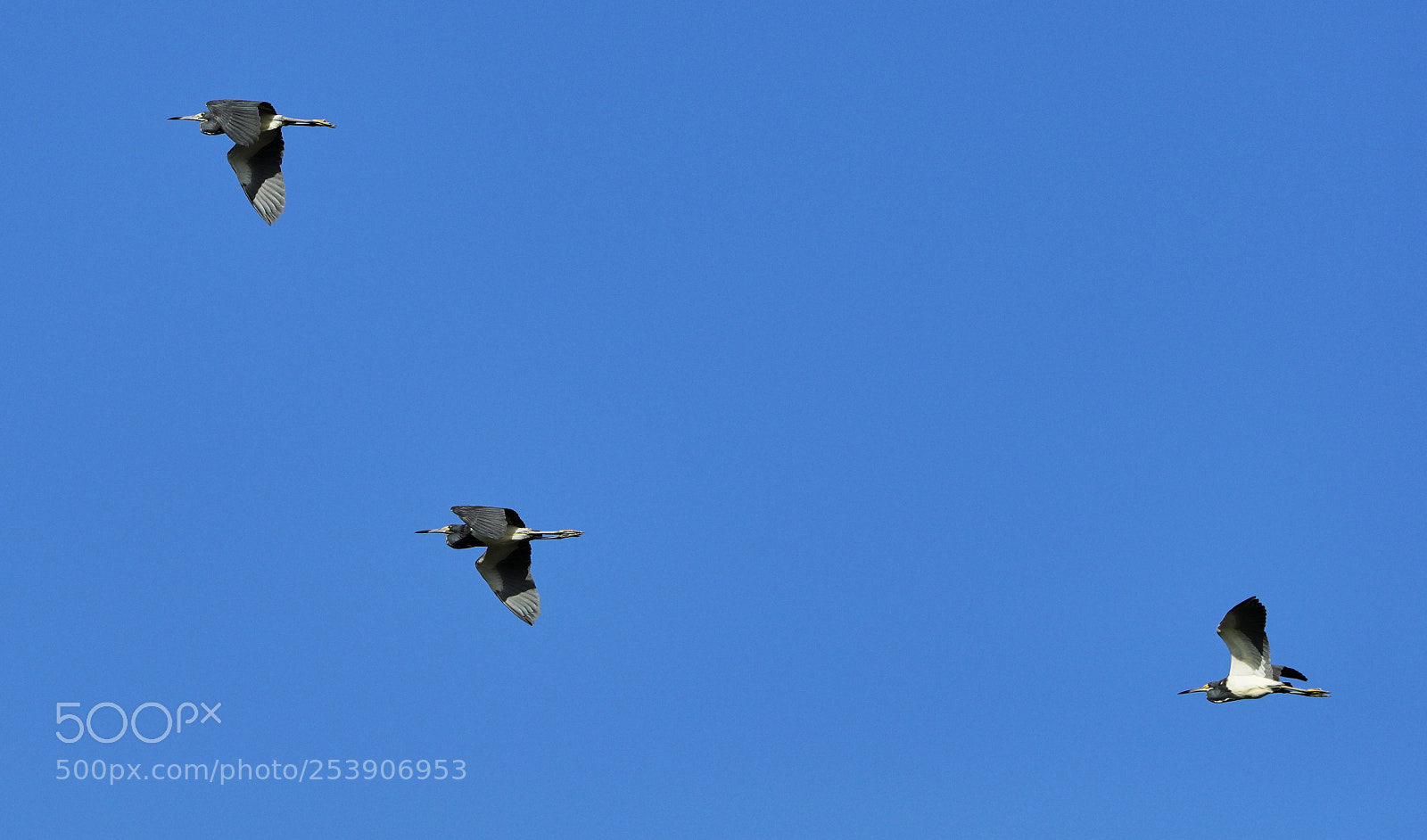Canon EOS-1D X Mark II sample photo. 04-16-18-0012907.jpg photography