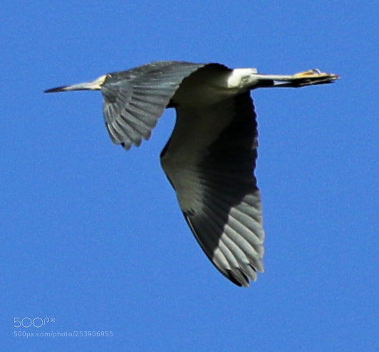 Canon EOS-1D X Mark II sample photo. 04-16-18-0012906 2.jpg photography