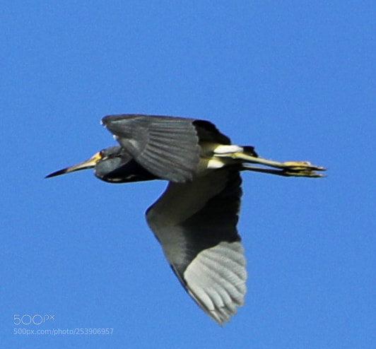 Canon EOS-1D X Mark II sample photo. 04-16-18-0012906 1.jpg photography