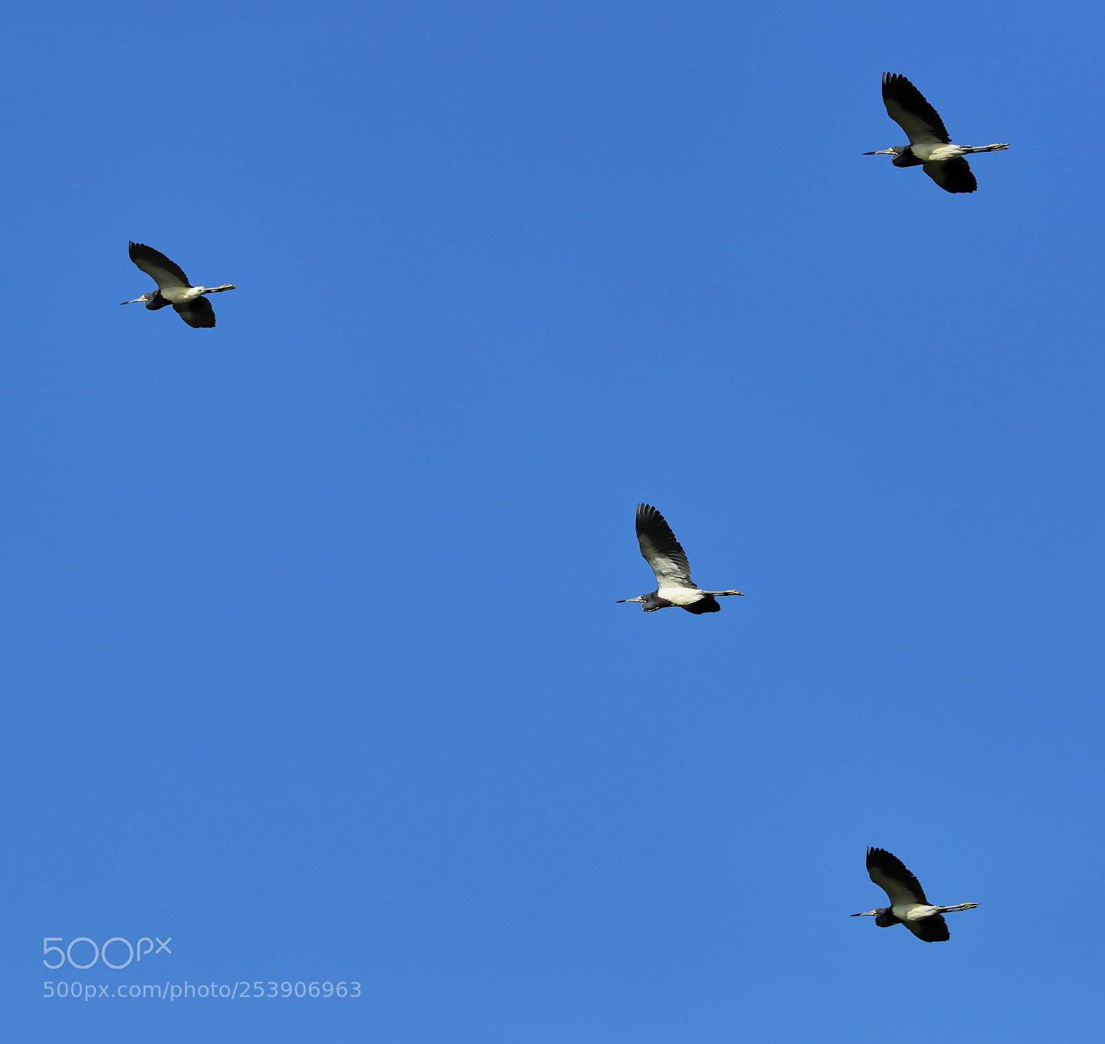 Canon EOS-1D X Mark II sample photo. 04-16-18-0012905.jpg photography