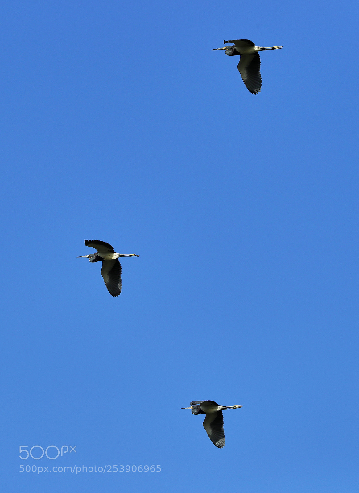 Canon EOS-1D X Mark II sample photo. 04-16-18-0012906.jpg photography