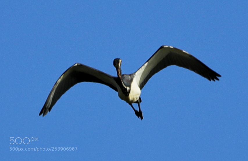 Canon EOS-1D X Mark II sample photo. 04-16-18-0012904.jpg photography