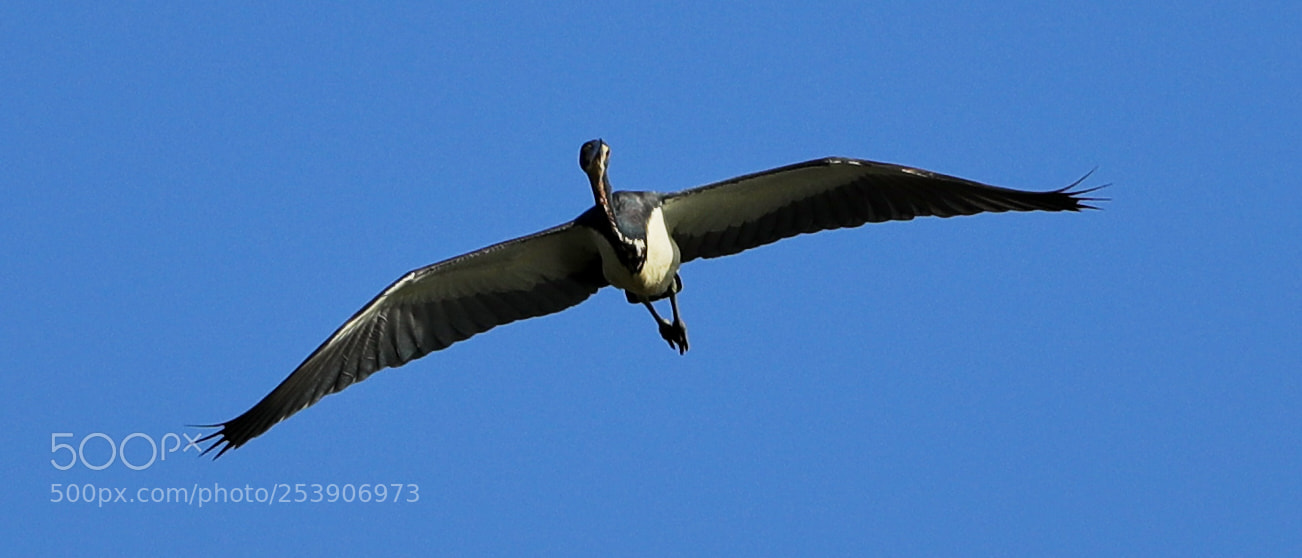 Canon EOS-1D X Mark II sample photo. 04-16-18-0012903.jpg photography
