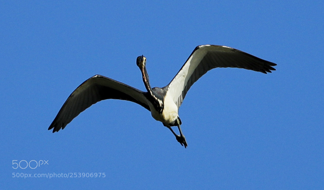 Canon EOS-1D X Mark II sample photo. 04-16-18-0012902.jpg photography