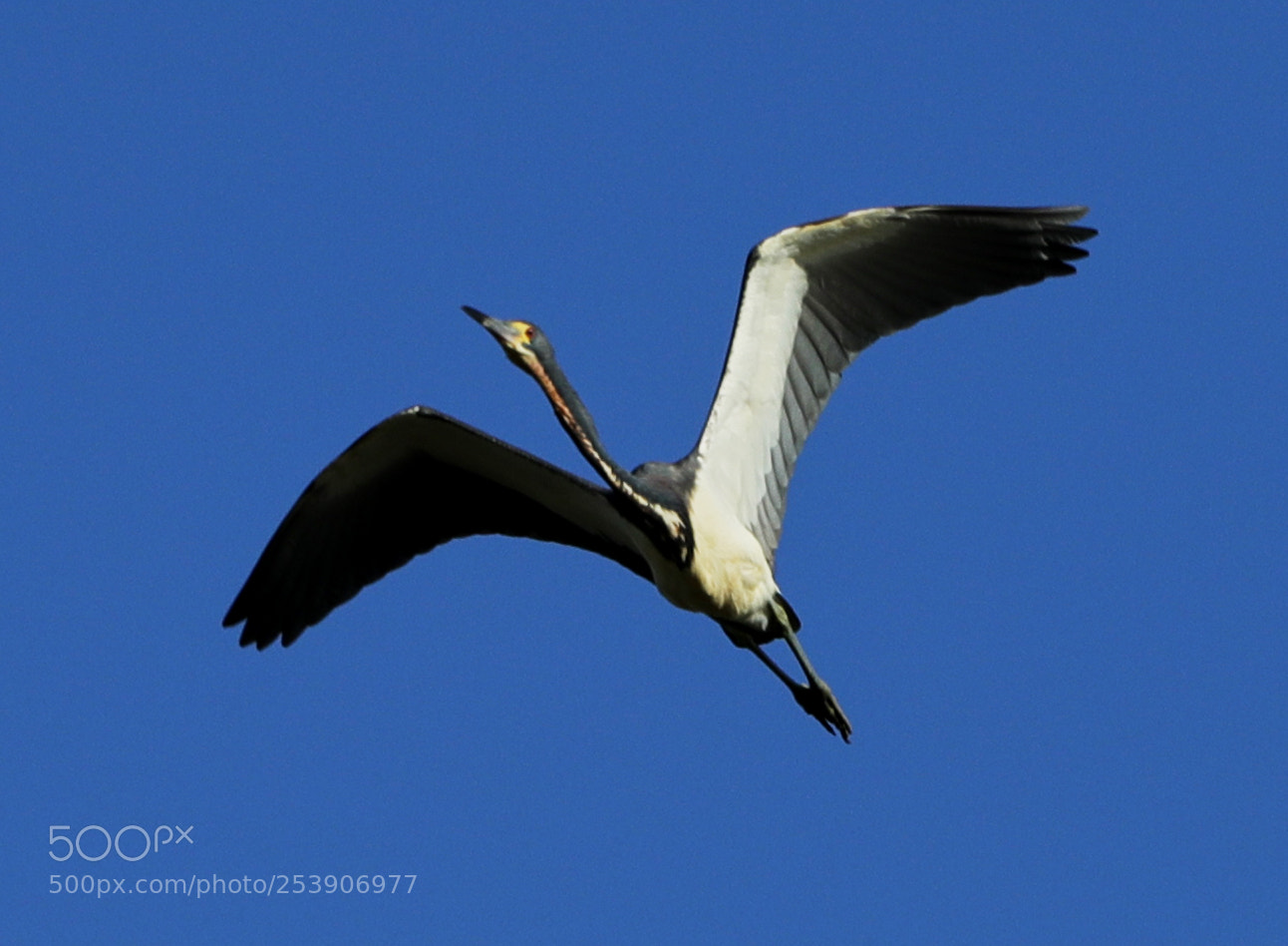 Canon EOS-1D X Mark II sample photo. 04-16-18-0012901.jpg photography