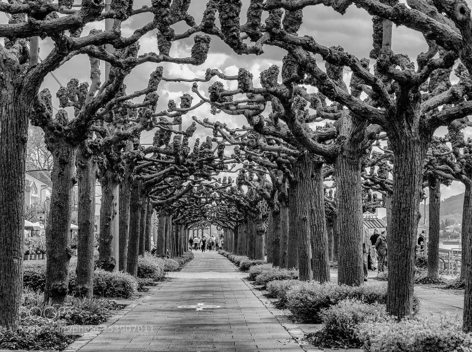 Canon EOS 750D (EOS Rebel T6i / EOS Kiss X8i) sample photo. Scary trees photography