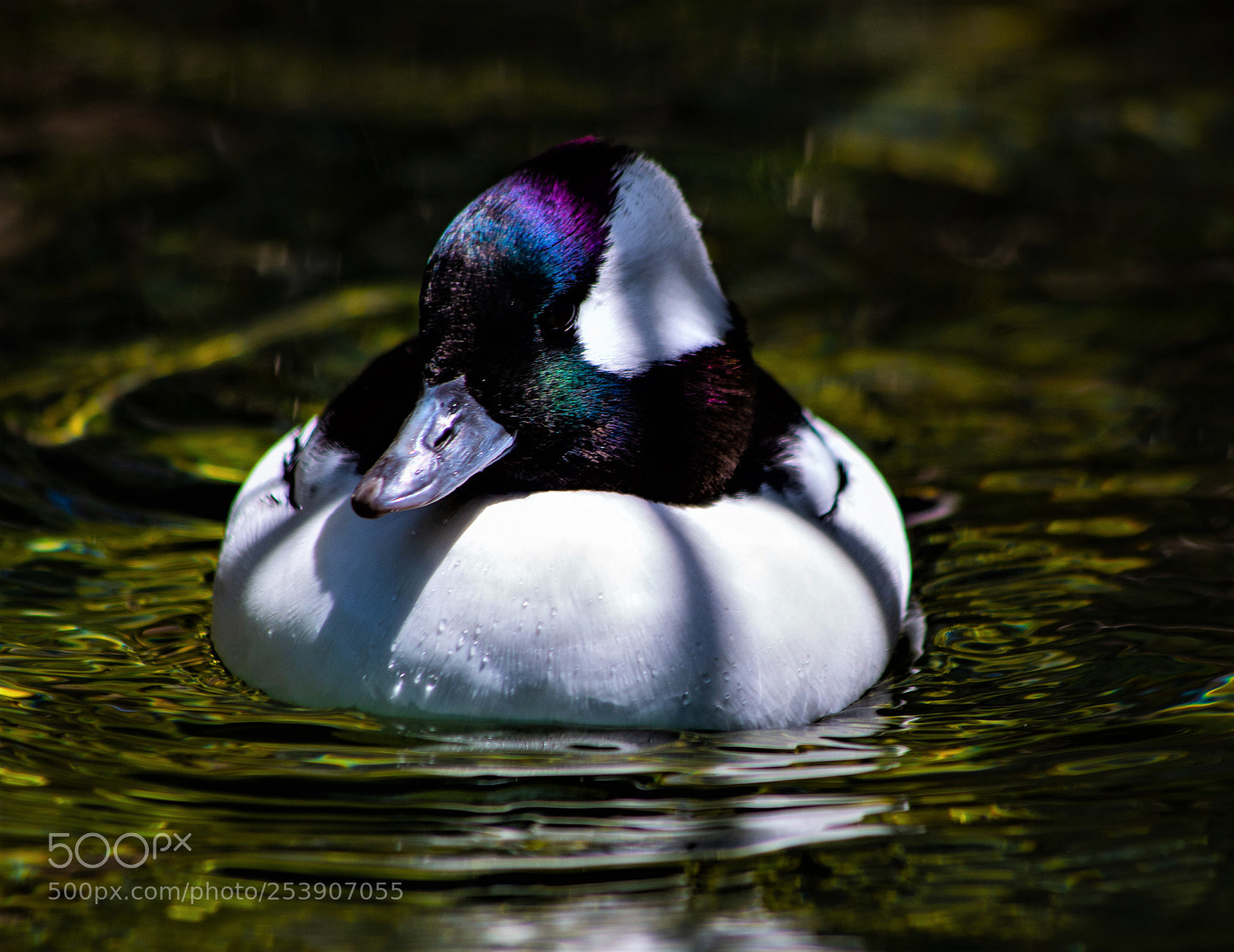 Pentax K-50 sample photo. Duck photography