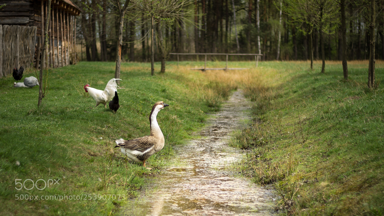 Canon EOS 600D (Rebel EOS T3i / EOS Kiss X5) sample photo. Goose photography
