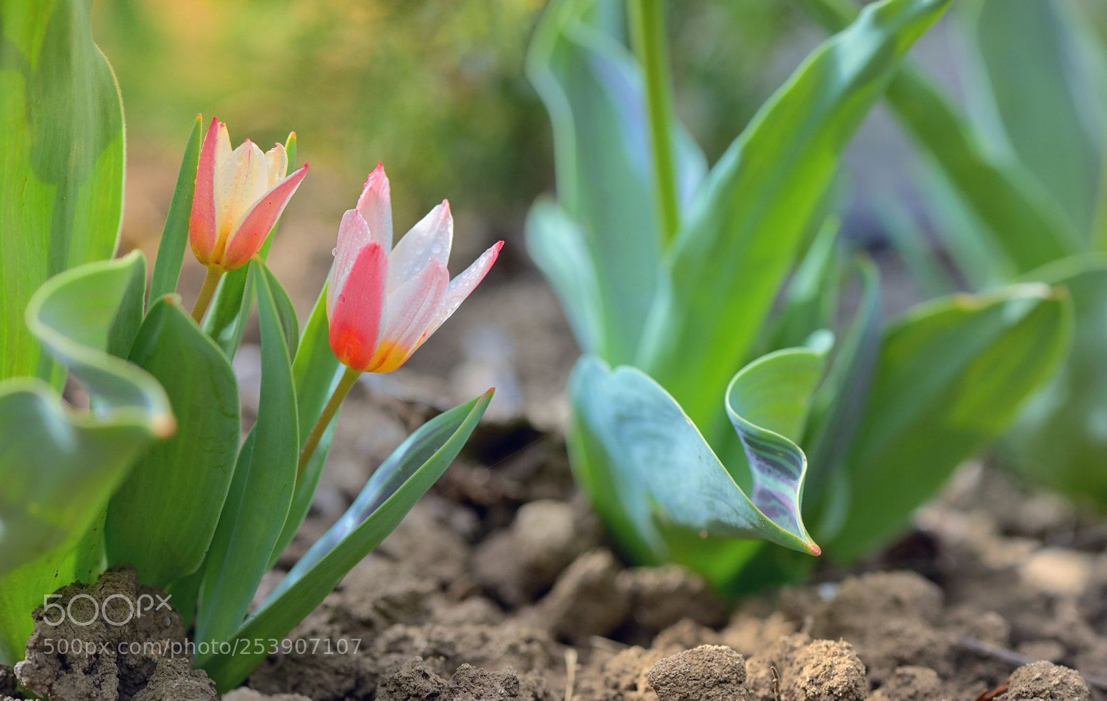 Nikon D610 sample photo. Growing tulip plant photography