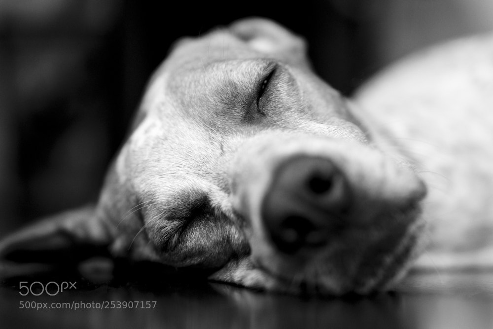 Sony a6000 sample photo. Deep sleep photography