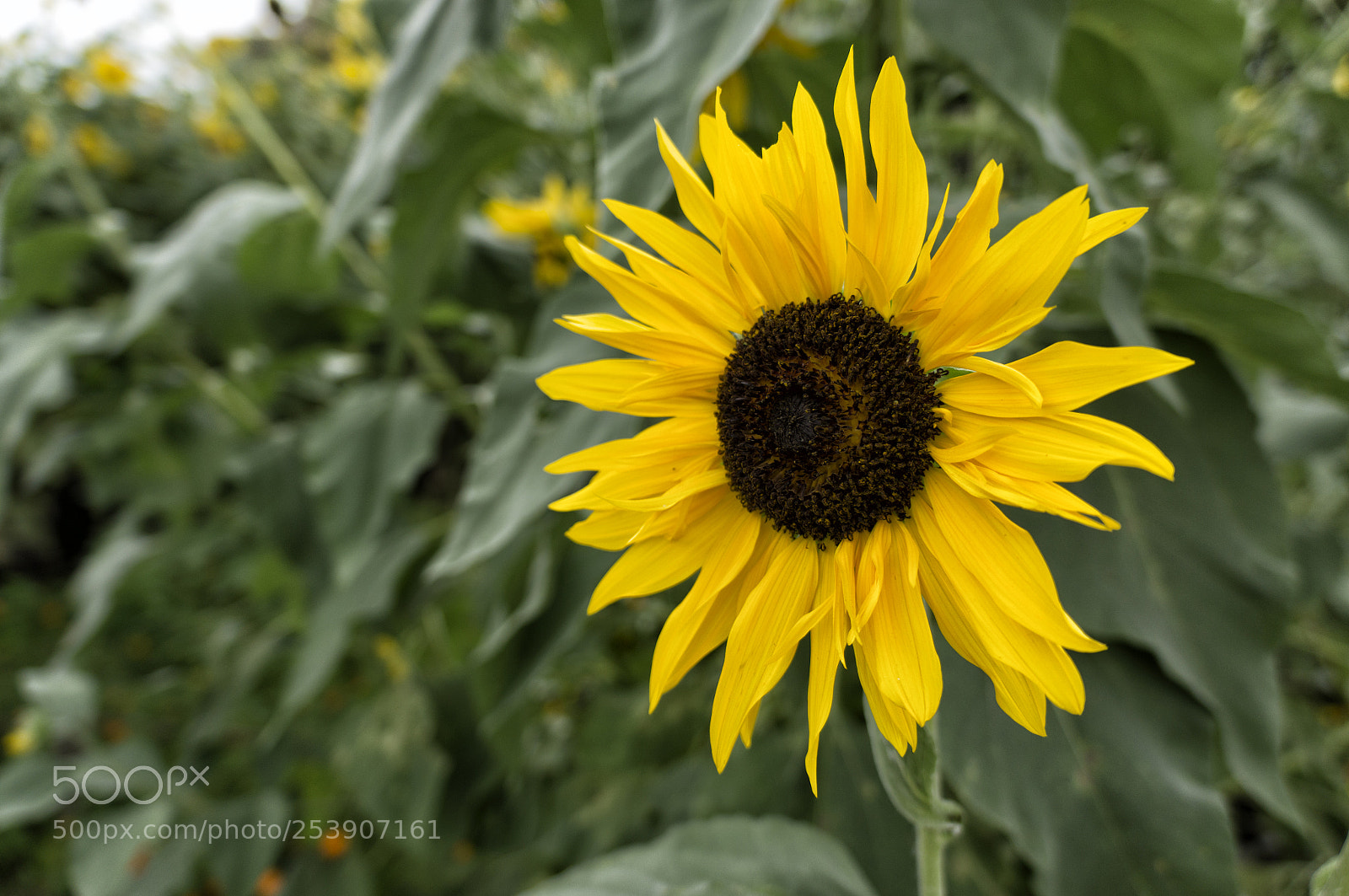 Sony Alpha NEX-5N sample photo. Common sunflower photography