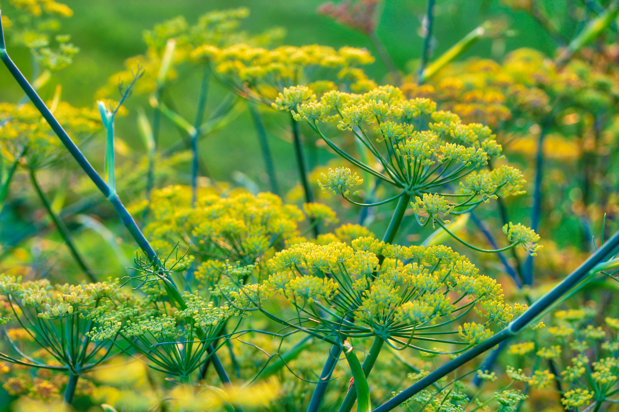 Canon EF-S 60mm F2.8 Macro USM sample photo. Cluster flowers v 2.0 photography