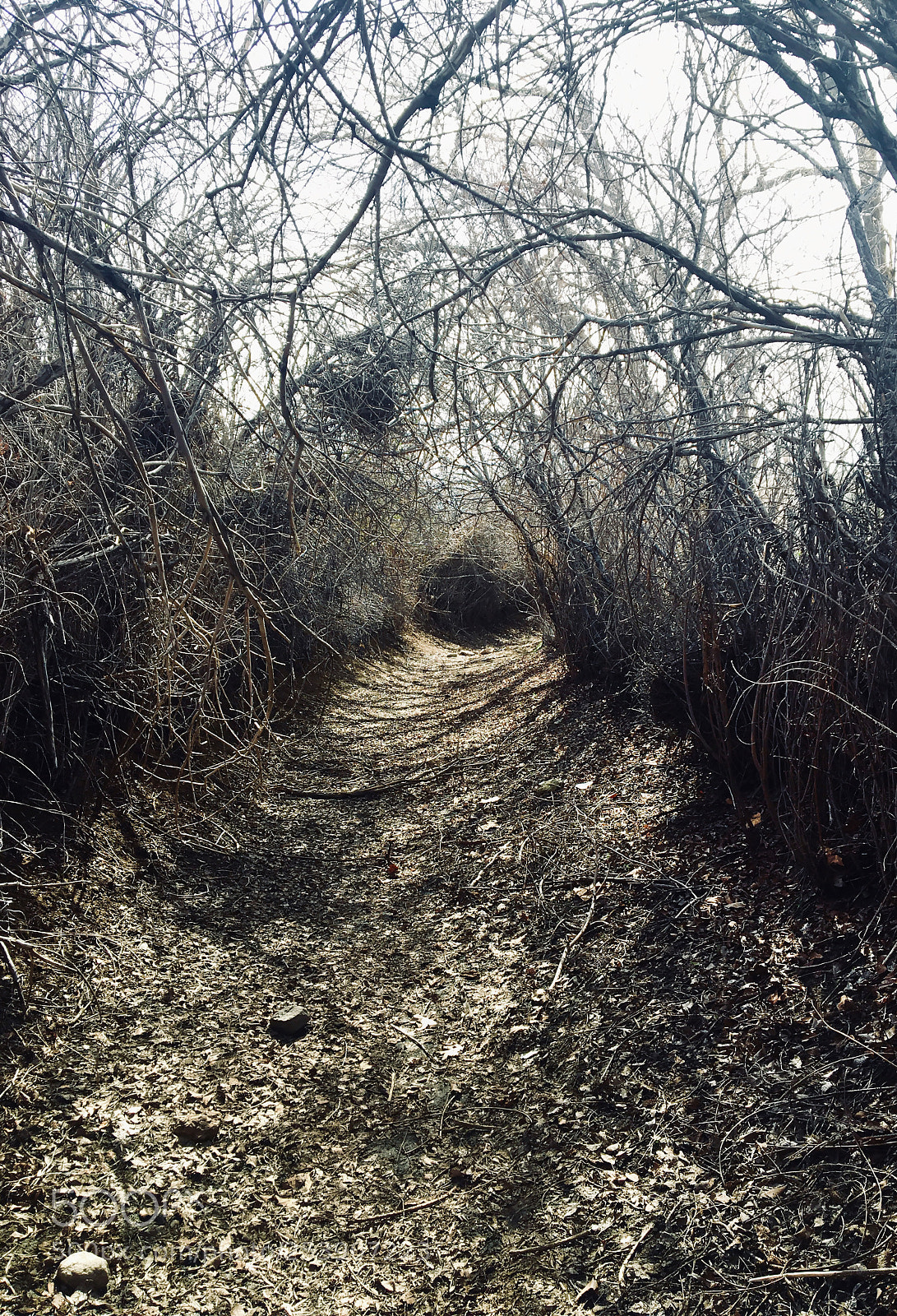 Apple iPhone 6s sample photo. Wooded adventure photography