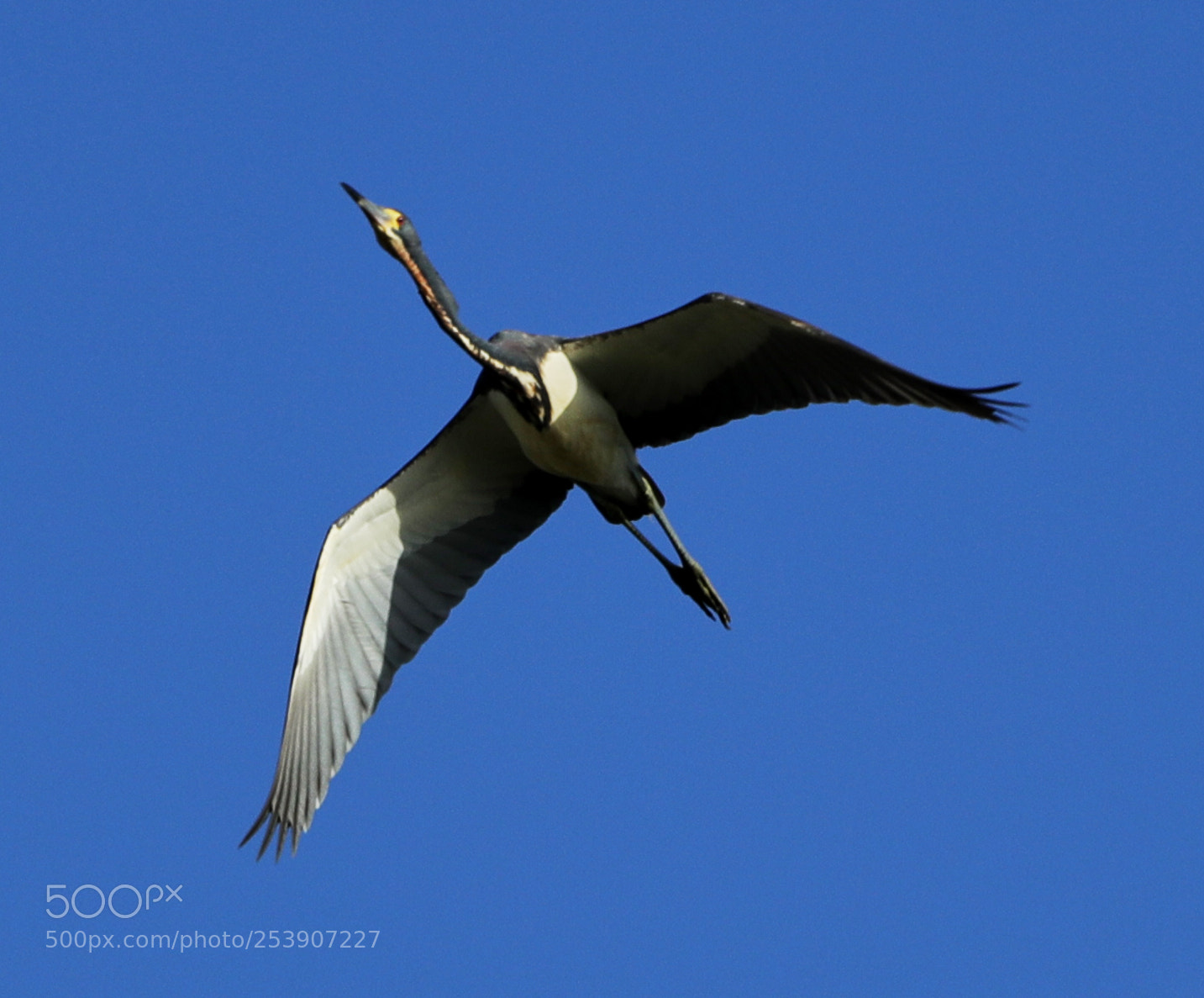 Canon EOS-1D X Mark II sample photo. 04-16-18-0012900.jpg photography