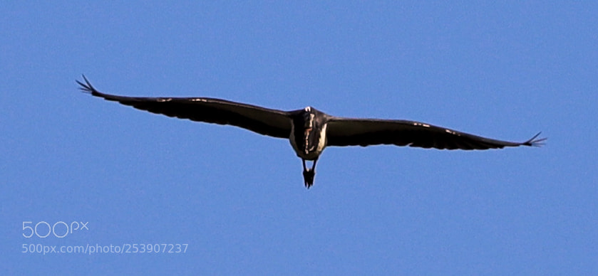Canon EOS-1D X Mark II sample photo. 04-16-18-0012899.jpg photography