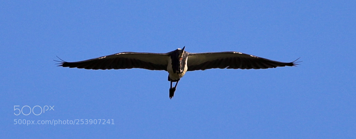 Canon EOS-1D X Mark II sample photo. 04-16-18-0012897.jpg photography