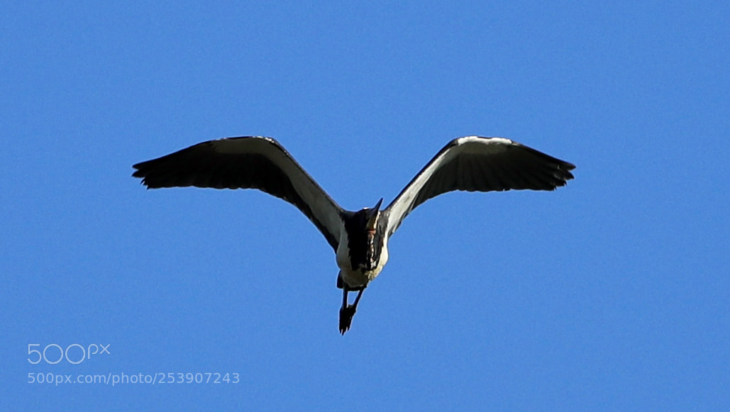 Canon EOS-1D X Mark II sample photo. 04-16-18-0012896.jpg photography