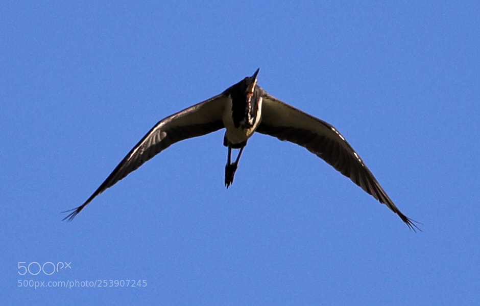 Canon EOS-1D X Mark II sample photo. 04-16-18-0012895.jpg photography