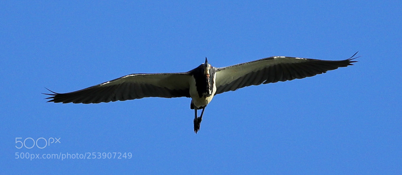 Canon EOS-1D X Mark II sample photo. 04-16-18-0012894.jpg photography