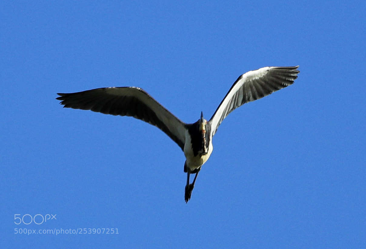 Canon EOS-1D X Mark II sample photo. 04-16-18-0012893.jpg photography
