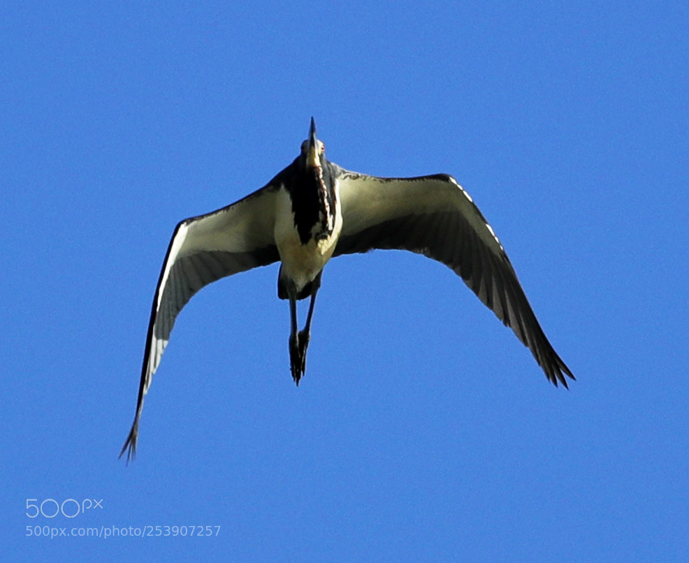 Canon EOS-1D X Mark II sample photo. 04-16-18-0012892.jpg photography